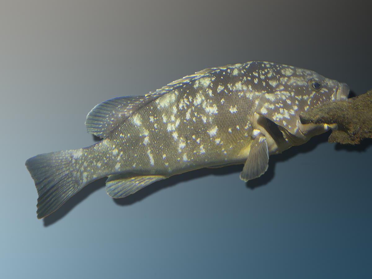 Epinephelus marginatus